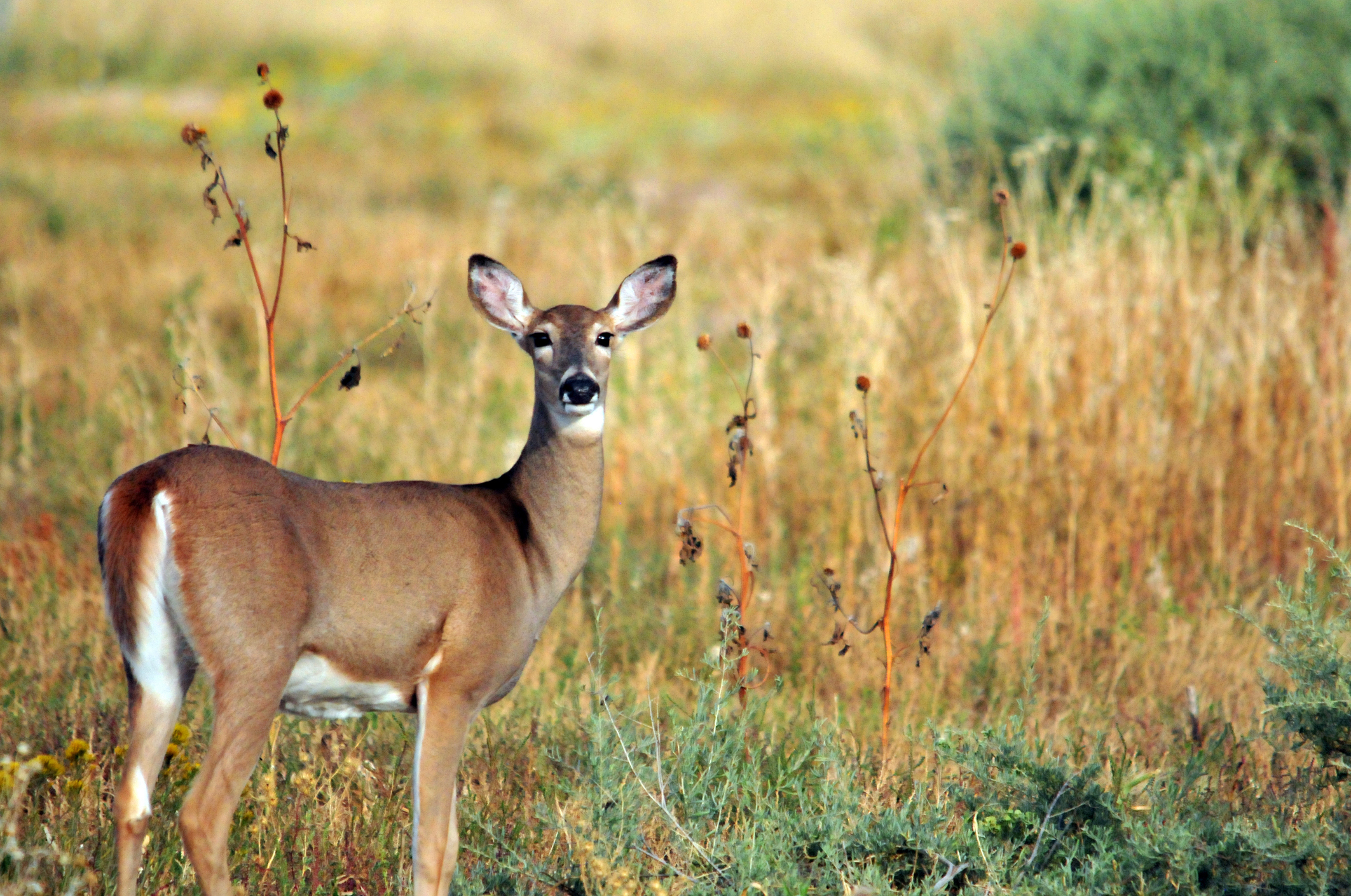 Deer standing alert in a grassy field with blurred brown and green background