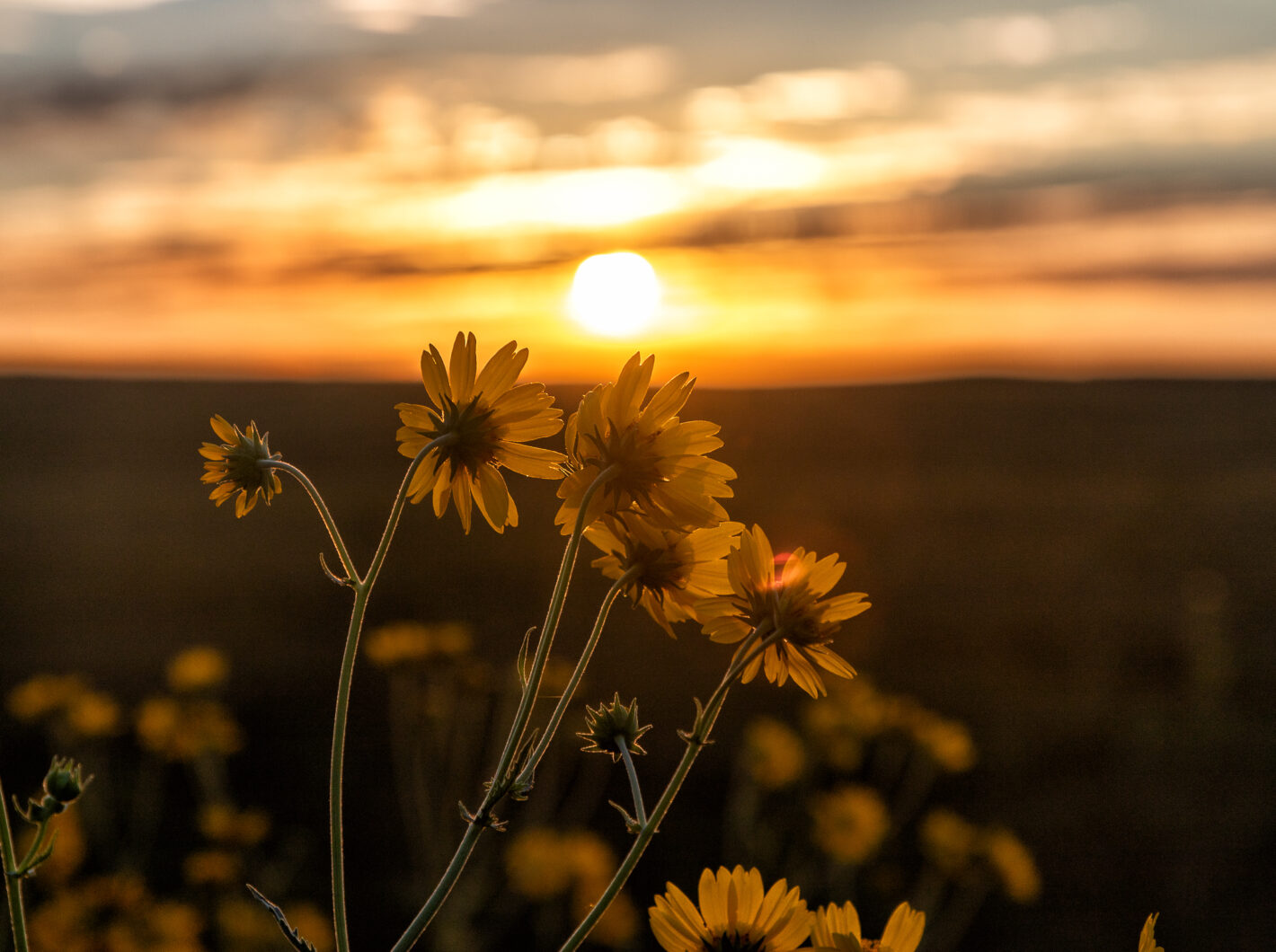 Yellow wildflowers silhouetted against a vibrant sunset over a field.