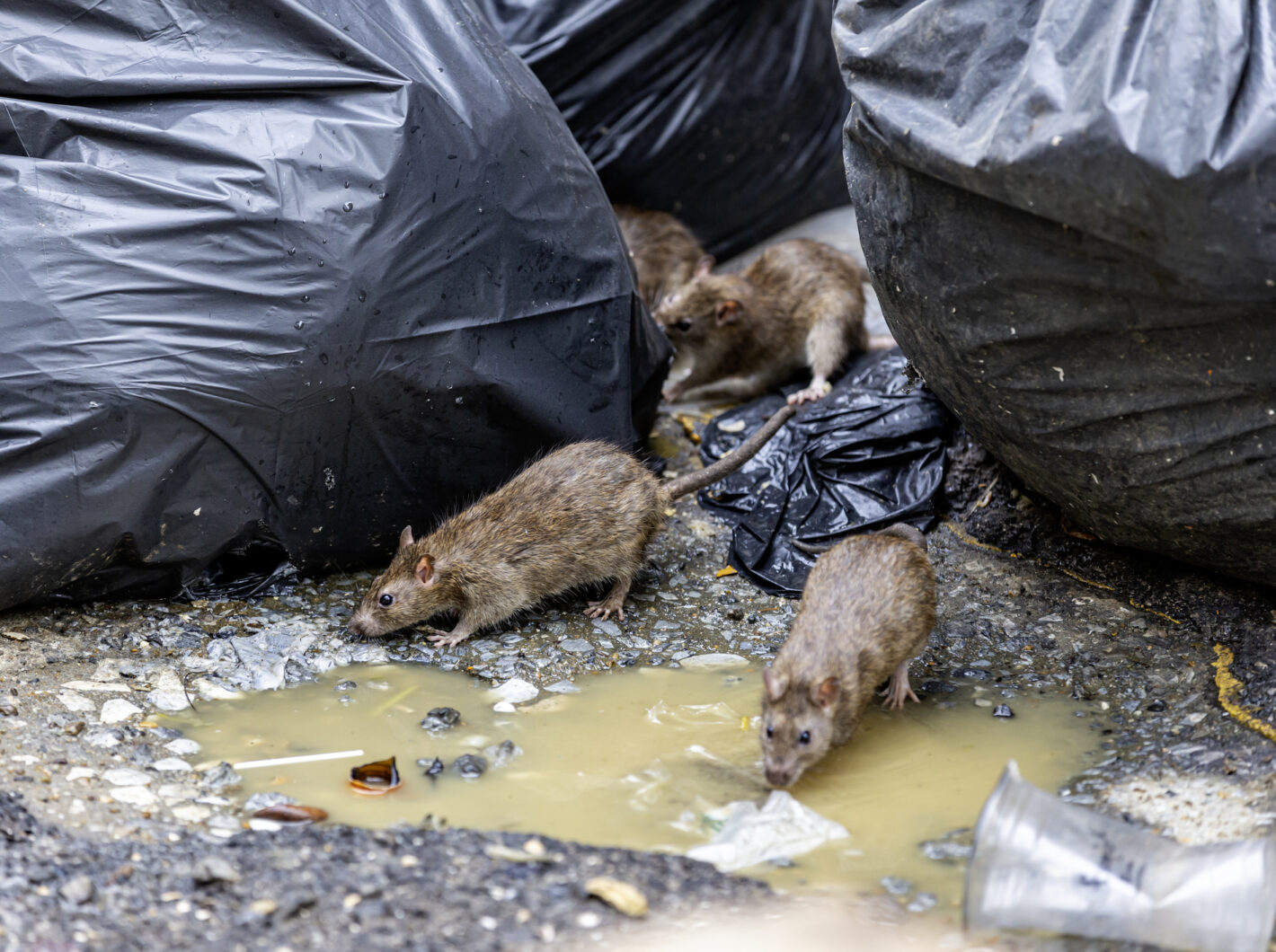Rats foraging near overflowing trash bags and puddles on wet ground.